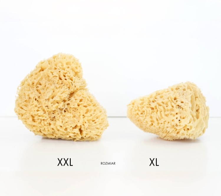 Porównanie rozmiaru gąbek XL i XXL